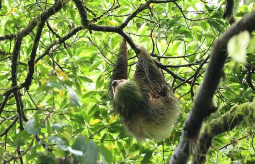 Sloth sanctuary visit from Puerto Limón
