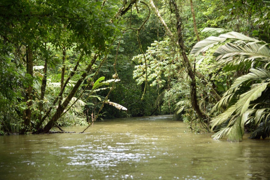 Rainforest canal boat day from Puerto Limón