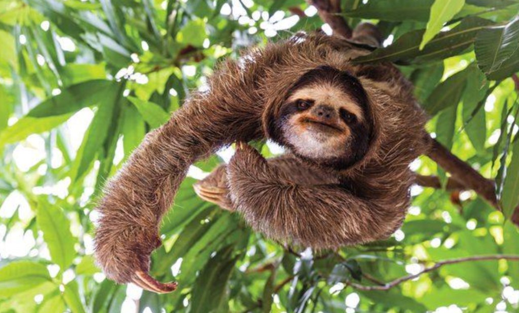 Sloth in tropical rainforest canopy near Puerto Limón